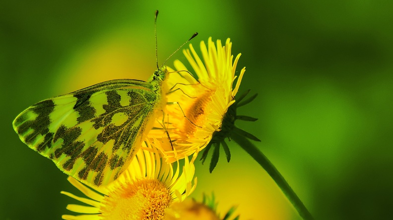 zhang-kaiyv-NTW3kT215QY-unsplash